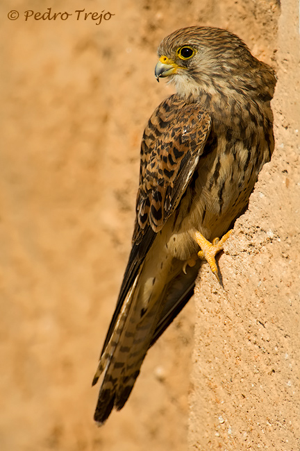 Cernicalo primilla  (Falco naumanni)